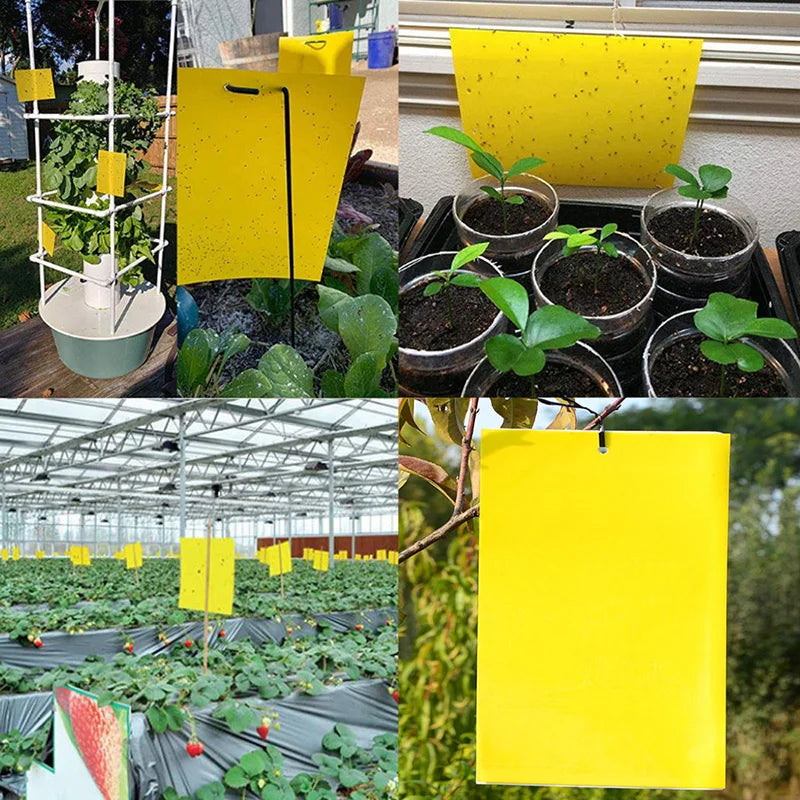 Piège collant jaune, élimine les insectes